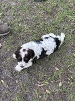 Boy 2, a male Springer Doodle for sale in Reddick, FL – 5 of 6