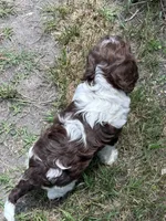 Girl 1, a male Springer Doodle for sale in Reddick, FL – 6 of 7