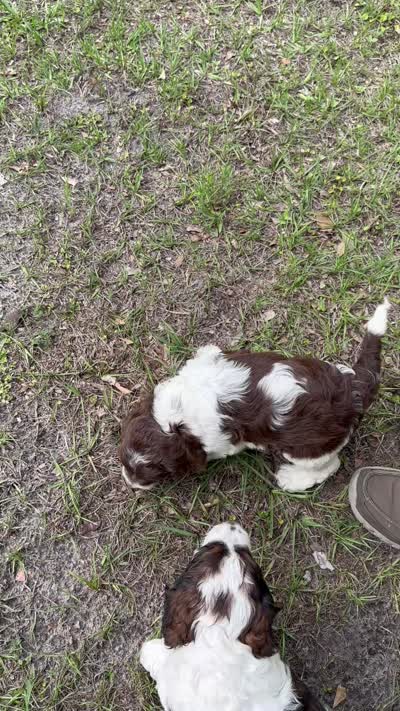 Girl 1, a male Springer Doodle for sale in Reddick, FL – 7 of 7