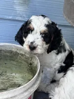 Boy 1, a male Springer Doodle for sale in Reddick, FL – 2 of 4
