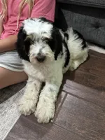 Bandit, a male Springer Doodle for sale in Reddick, FL – 3 of 7