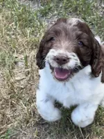 Girl 1, a male Springer Doodle for sale in Reddick, FL – 2 of 7