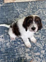 Copper, a male Springer Doodle for sale in Reddick, FL – 3 of 10