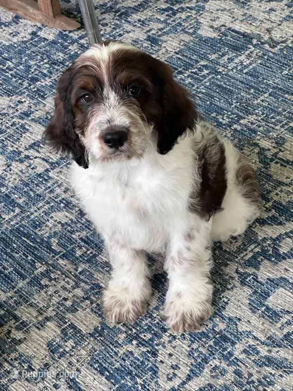 Copper – Springer Doodle puppy for sale in Reddick, FL