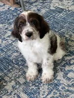 Copper, a male Springer Doodle for sale in Reddick, FL – 1 of 10