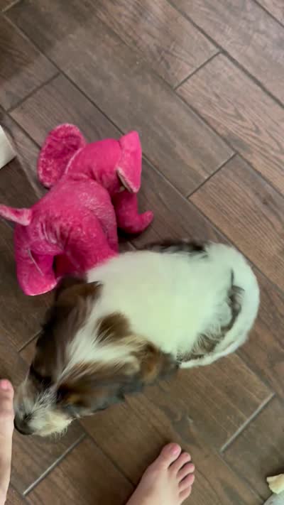 Copper, a male Springer Doodle for sale in Reddick, FL – 10 of 10