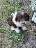 Girl 1, a male Springer Doodle for sale in Reddick, FL – 1 of 7