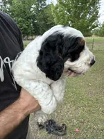 Boy 1, a male Springer Doodle for sale in Reddick, FL – 3 of 4