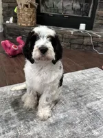 Bandit, a male Springer Doodle for sale in Reddick, FL – 2 of 7