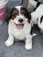 Boy 2, a male Springer Doodle for sale in Reddick, FL – 2 of 6