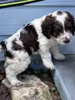 Boy 2, a male Springer Doodle for sale in Reddick, FL – 3 of 6