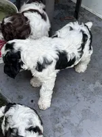Boy 1, a male Springer Doodle for sale in Reddick, FL – 4 of 4
