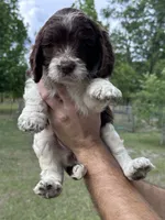 Girl 1, a male Springer Doodle for sale in Reddick, FL – 4 of 7