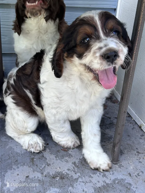 Boy 2 – Springer Doodle puppy for sale in Reddick, FL