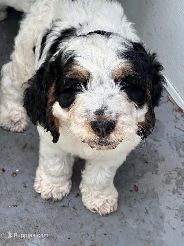 Boy 1 – Springer Doodle puppy for sale in Reddick, FL