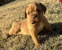 Pink Collar , a female Dogue de Bordeaux for sale in Stafford, VA – Photo 2 of 10