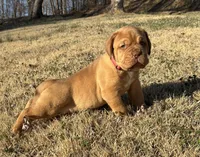 Pink Collar , a female Dogue de Bordeaux for sale in Stafford, VA – Photo 7 of 10