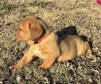 Pink Collar , a female Dogue de Bordeaux for sale in Stafford, VA – Photo 3 of 10