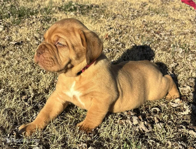 Pink Collar  – Dogue de Bordeaux puppy for sale in Stafford, VA