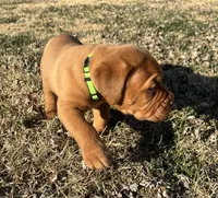 Green collar , a male Dogue de Bordeaux for sale in Stafford, VA – Photo 4 of 7