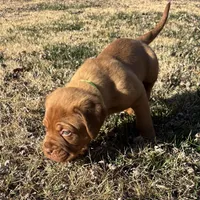 Green collar , a male Dogue de Bordeaux for sale in Stafford, VA – Photo 5 of 7