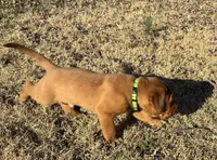 Green collar , a male Dogue de Bordeaux for sale in Stafford, VA – Photo 2 of 7