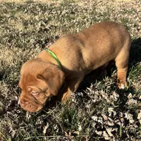 Green collar , a male Dogue de Bordeaux for sale in Stafford, VA – Photo 6 of 7
