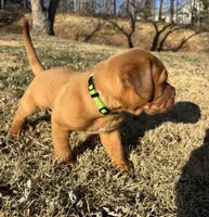 Green collar , a male Dogue de Bordeaux for sale in Stafford, VA – Photo 7 of 7