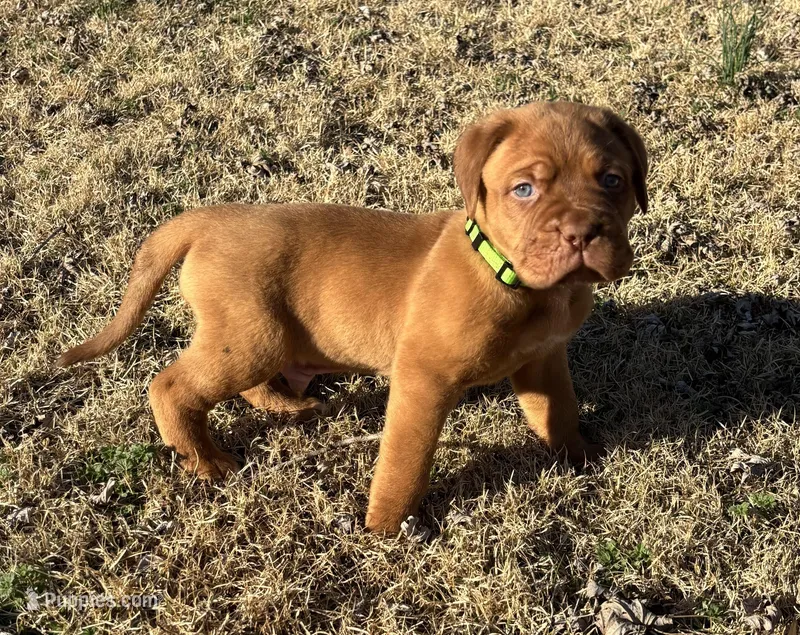 Green collar  – Dogue de Bordeaux puppy for sale in Stafford, VA