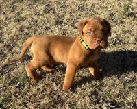 Green collar , a male Dogue de Bordeaux for sale in Stafford, VA – Photo 1 of 7