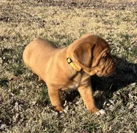 Yellow collar , a female Dogue de Bordeaux for sale in Stafford, VA – Photo 10 of 10