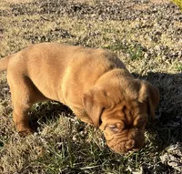 Yellow collar , a female Dogue de Bordeaux for sale in Stafford, VA – Photo 7 of 10