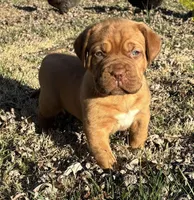 Yellow collar , a female Dogue de Bordeaux for sale in Stafford, VA – Photo 4 of 10