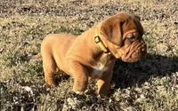 Yellow collar , a female Dogue de Bordeaux for sale in Stafford, VA – Photo 9 of 10