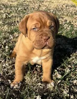 Yellow collar , a female Dogue de Bordeaux for sale in Stafford, VA – Photo 2 of 10
