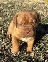 Yellow collar , a female Dogue de Bordeaux for sale in Stafford, VA – Photo 3 of 10