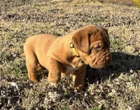 Yellow collar , a female Dogue de Bordeaux for sale in Stafford, VA – Photo 6 of 10