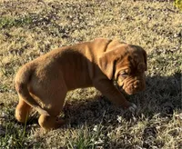 Yellow collar , a female Dogue de Bordeaux for sale in Stafford, VA – Photo 8 of 10