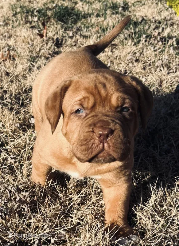 Yellow collar  – Dogue de Bordeaux puppy for sale in Stafford, VA