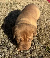 Pink collar , a female Dogue de Bordeaux for sale in Stafford, VA – Photo 3 of 10