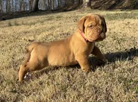 Pink collar , a female Dogue de Bordeaux for sale in Stafford, VA – Photo 10 of 10