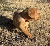 Pink collar , a female Dogue de Bordeaux for sale in Stafford, VA – Photo 5 of 10