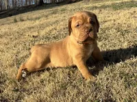 Pink collar , a female Dogue de Bordeaux for sale in Stafford, VA – Photo 7 of 10