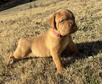 Pink collar , a female Dogue de Bordeaux for sale in Stafford, VA – Photo 6 of 10