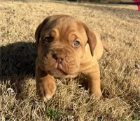 Pink collar , a female Dogue de Bordeaux for sale in Stafford, VA – Photo 2 of 10