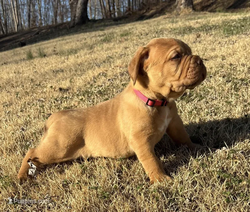 Pink collar , a female Dogue de Bordeaux for sale in Stafford, VA – Photo 1 of 10