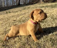Pink collar , a female Dogue de Bordeaux for sale in Stafford, VA – Photo 1 of 10