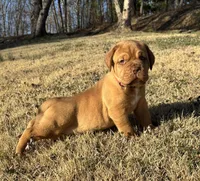 Pink collar , a female Dogue de Bordeaux for sale in Stafford, VA – Photo 8 of 10