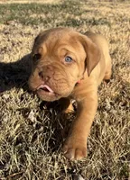 Pink collar , a female Dogue de Bordeaux for sale in Stafford, VA – Photo 4 of 10