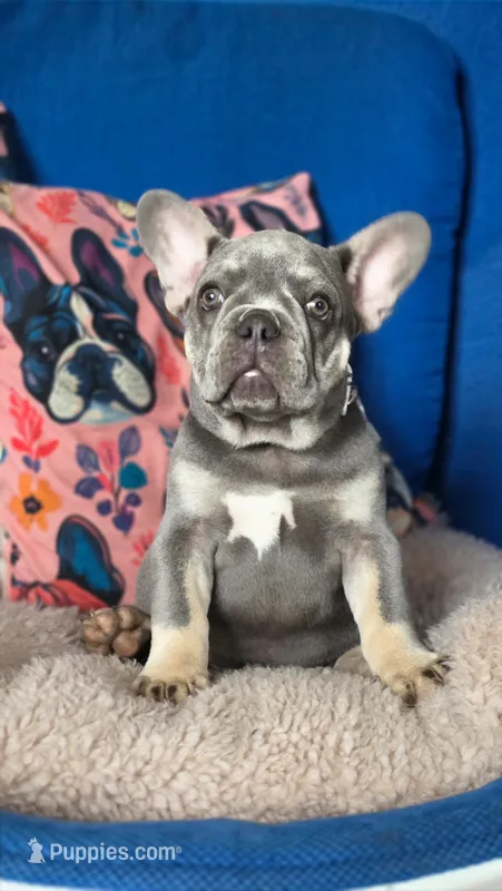 Ronan – French Bulldog puppy for sale in Fennimore, WI